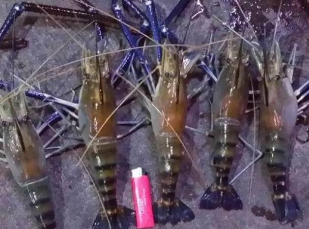 新加坡國民娛樂新玩法,養生釣蝦約不約