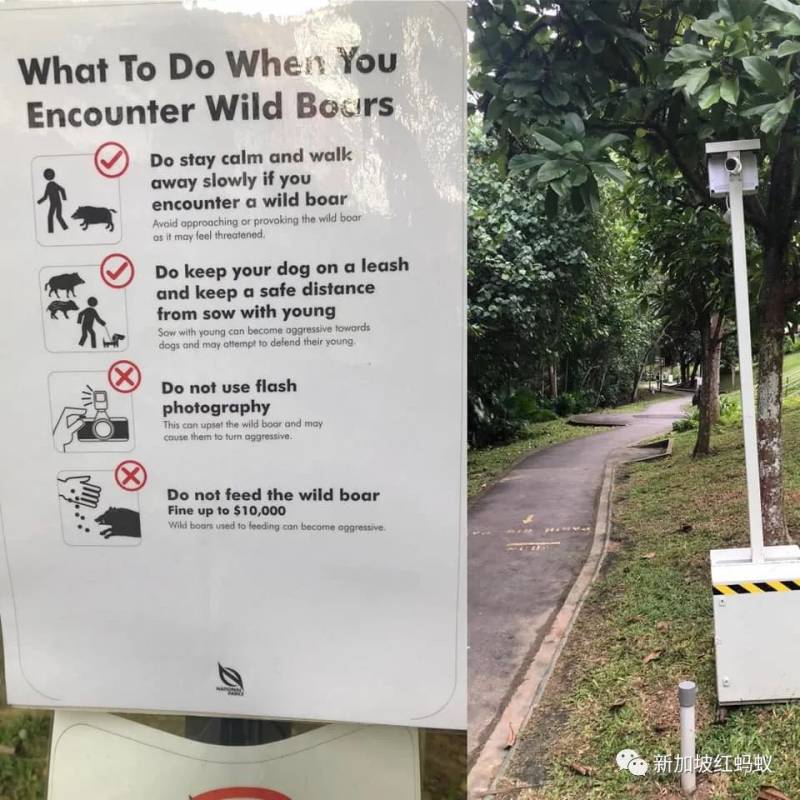 新加坡有多民主? 野鸡、流浪狗和野猪的去留,须由区内居民投票表决