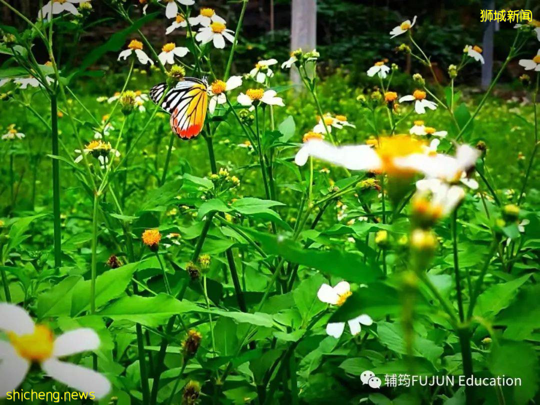 跟着小筠去游“新马”——新加坡吃喝玩乐(中篇)