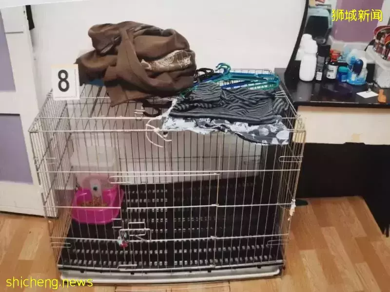 新加坡一对夫妇将五岁儿子关在猫笼中虐待,用热水活活将孩子烫死,或将面临死刑