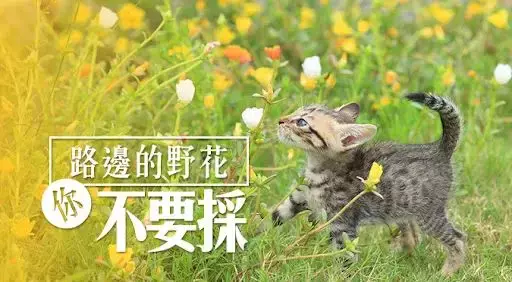 留學新加坡，不想受鞭刑，一定先看看這些