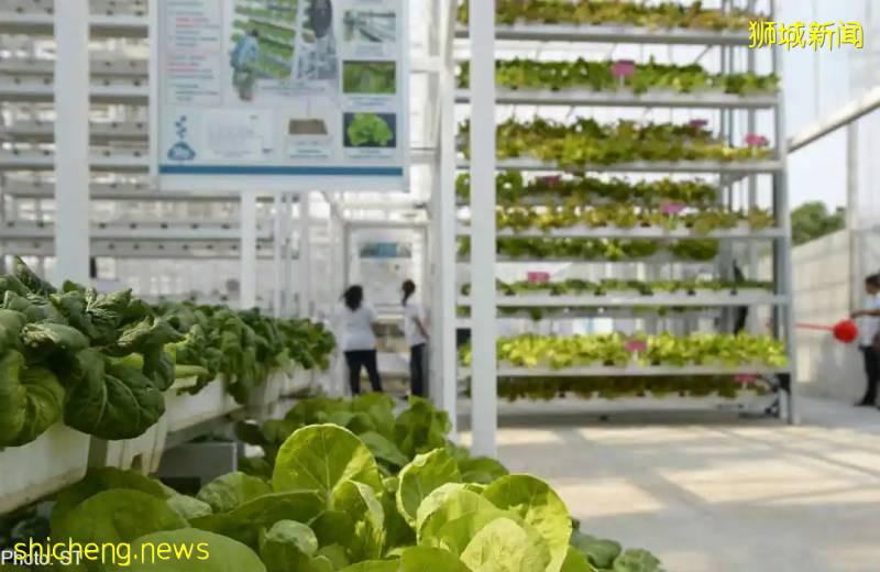 新加坡这家大公司裁掉一半员工!部长:还有5万5000个就业机会