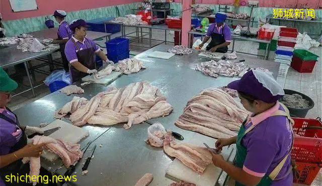 能让鳄鱼做噩梦的地方是新加坡，见孩子咳嗽鳄鱼吓得浑身颤抖