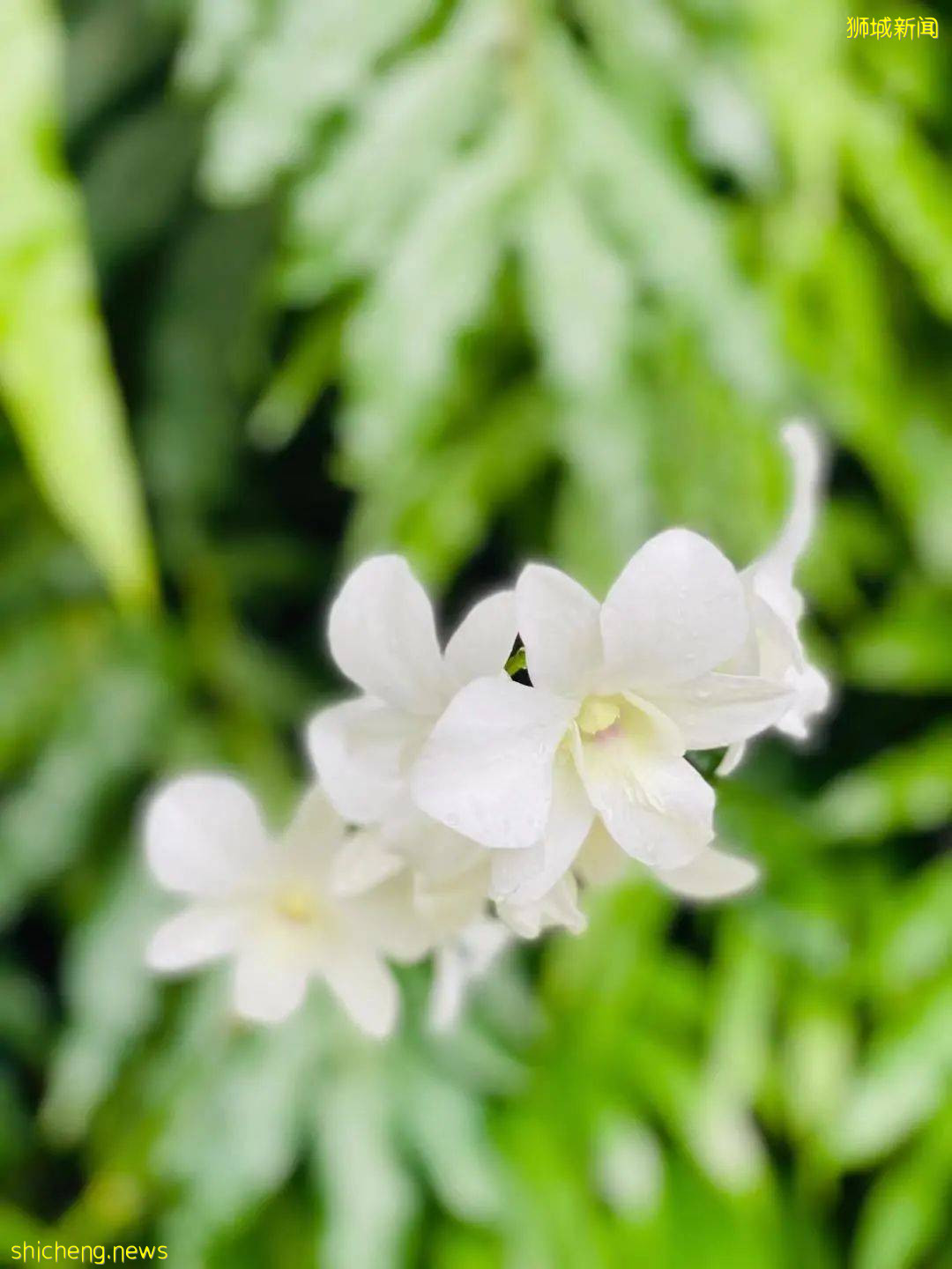 新加坡旅遊攻略 .