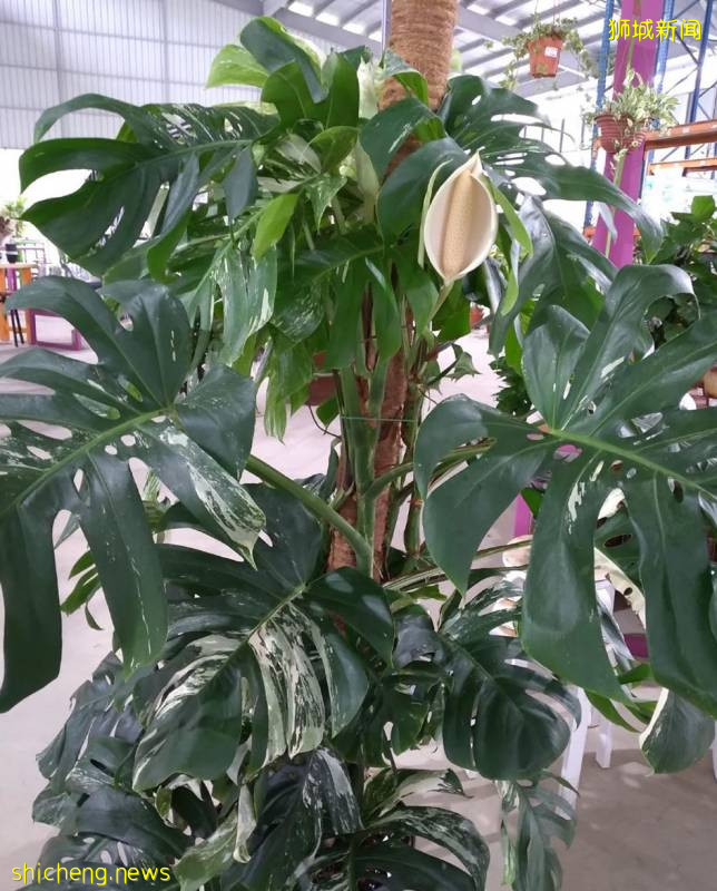 除了超市，原來新加坡還能在這些地方買到鮮花