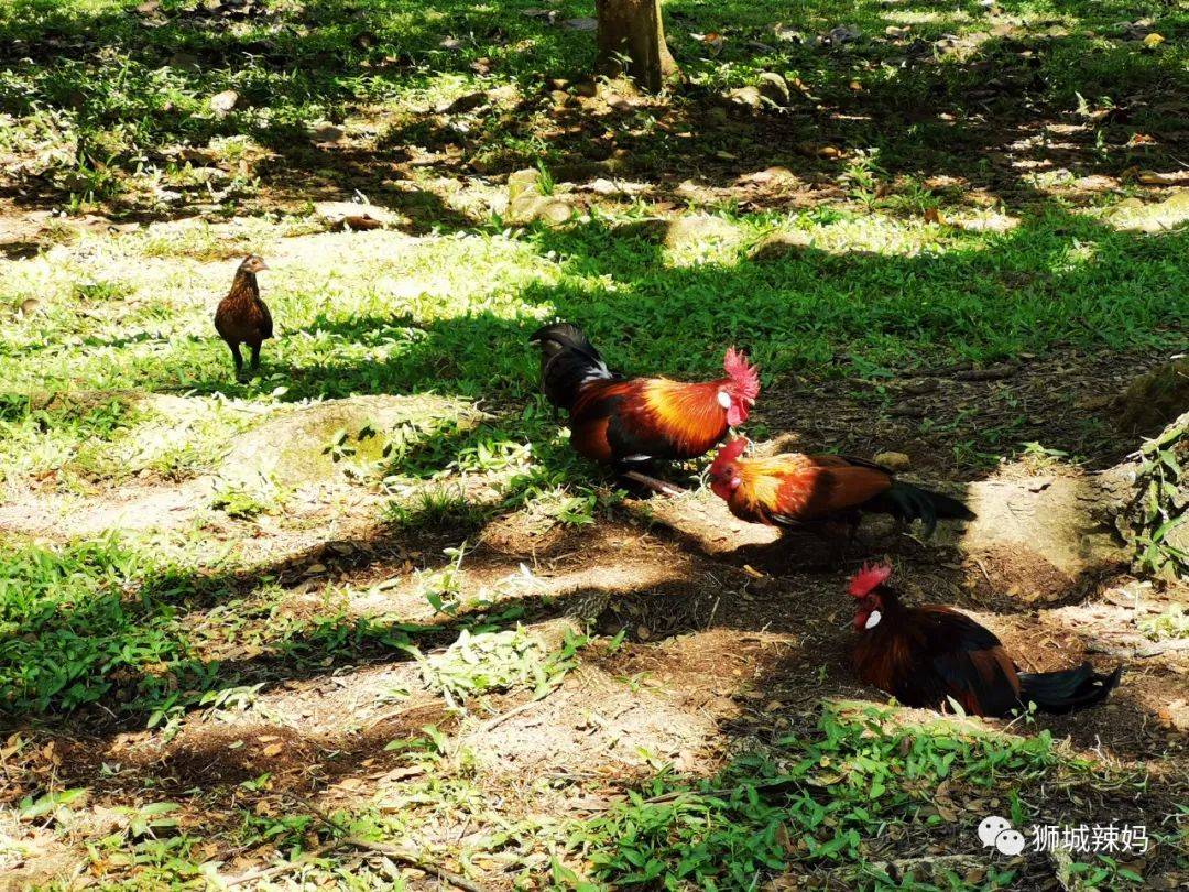 新加坡最好玩的海灘公園!趕海、騎馬、劃艇、樹籬迷宮、燒烤露營,超適合家庭出遊