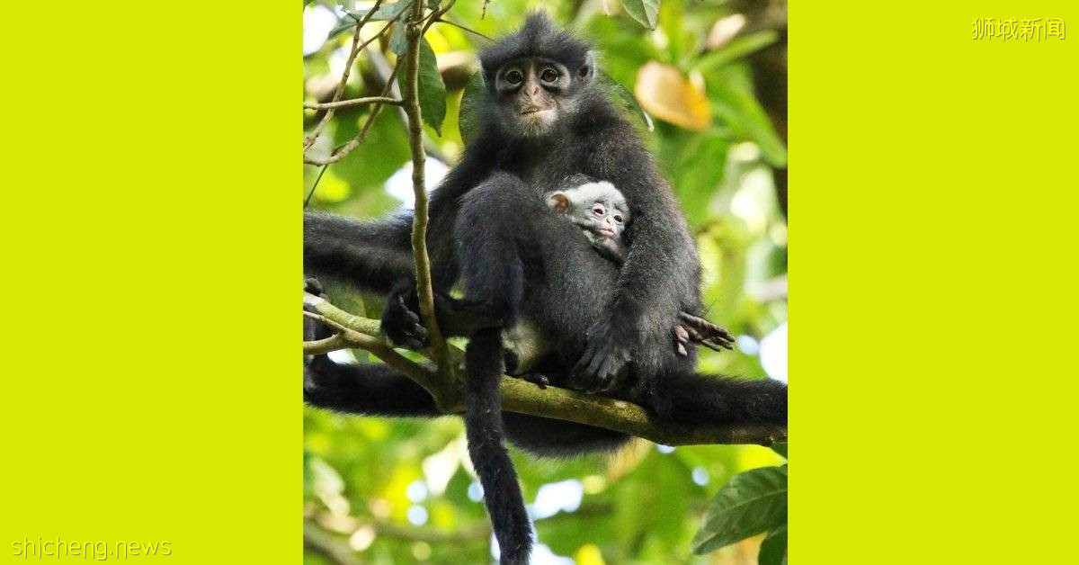 罕见“黑白猴子” 30年后重现武吉知马