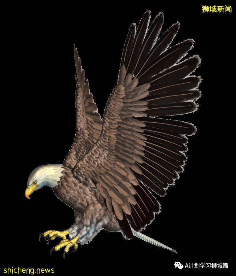 新加坡國際學校IB成績彙總（2021.5）