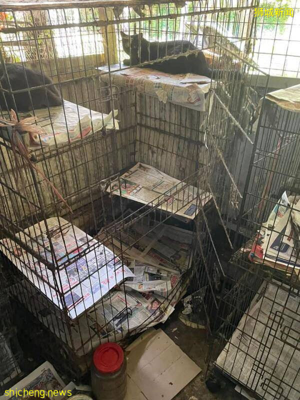 六旬婦養50只貓鳥 鼠蟻橫行 糞便滿地