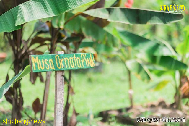 新加坡有座宝藏农场，全部种植有机蔬果，周末成度假打卡圣地