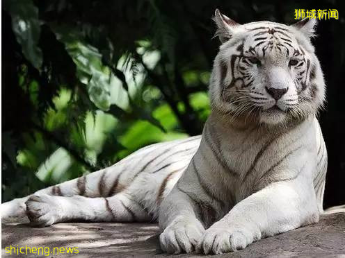 新加坡最全旅游攻略