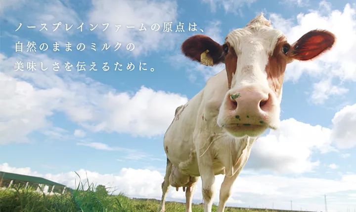 各款来自日本的芝士甜品，让狮城的你把“减肥”二字完全遗忘！