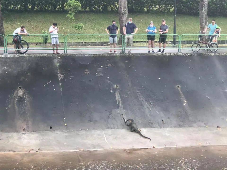 榜鵝連續傷人的野豬剛被抓!蜥蜴又吞蛇了