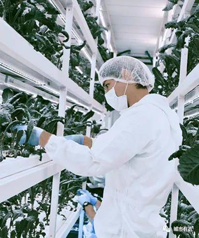 新加坡重視農業科技發展,對中國農業有何啓示