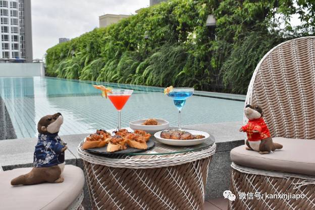 一群水獭惊现新加坡酒店,带娃带情侣开启超萌宅度假