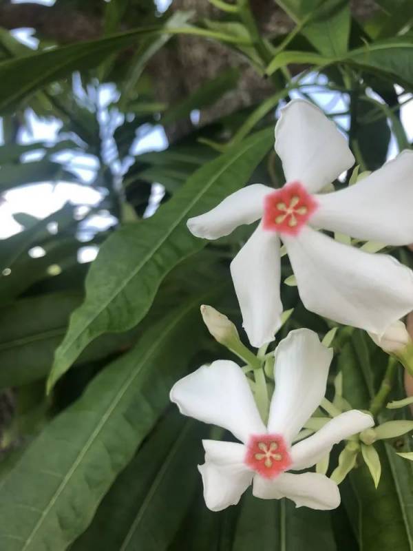 精彩国内游:新加坡南部岛屿休闲之旅