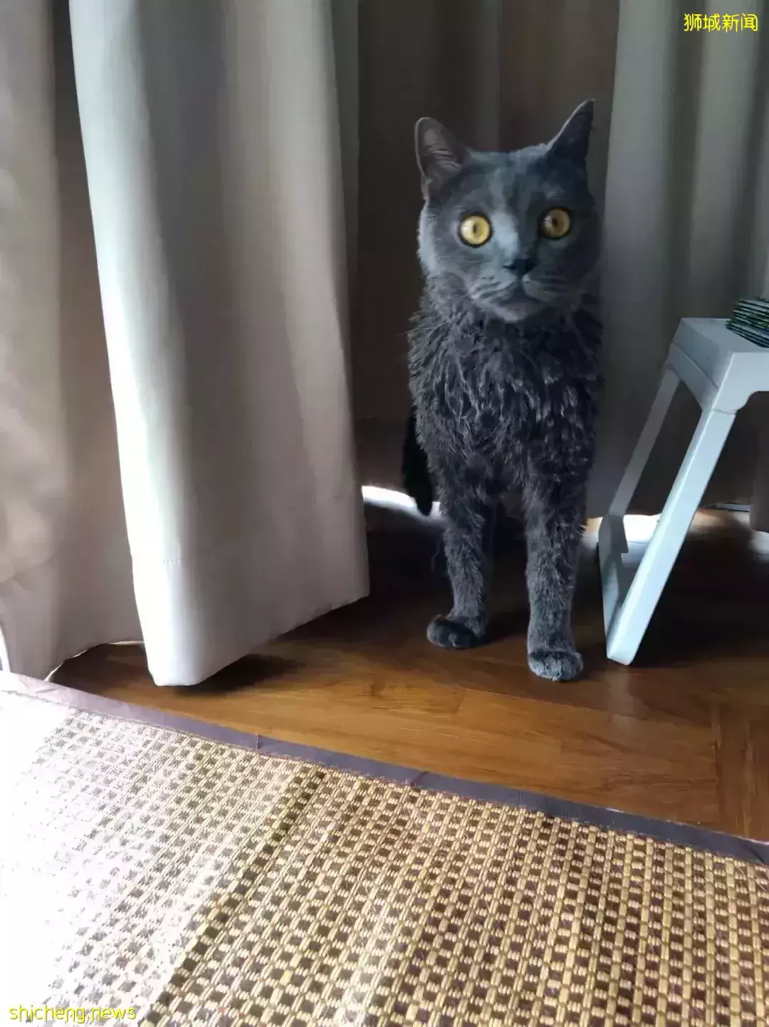 耗时6个月,隔离30天,我的宝贝终于来新加坡跟我团聚了