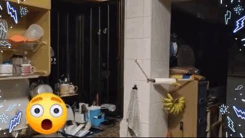 “救命！我在新加坡厨房里挂了一串香蕉，引来一群蝙蝠！”