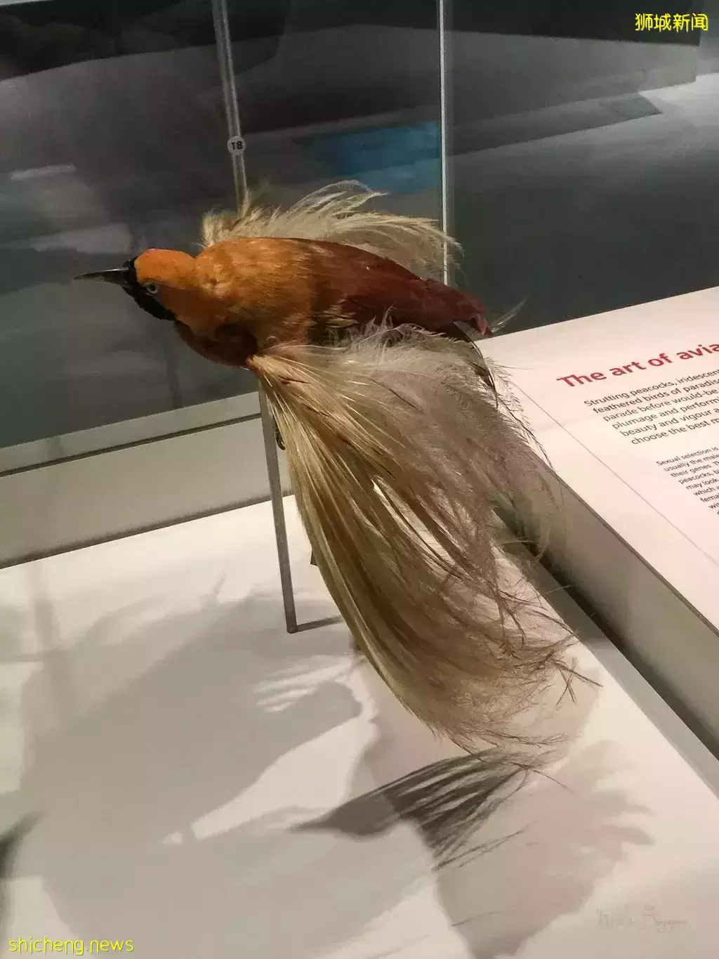 在新加坡，你見過熱戀中的水獺嗎