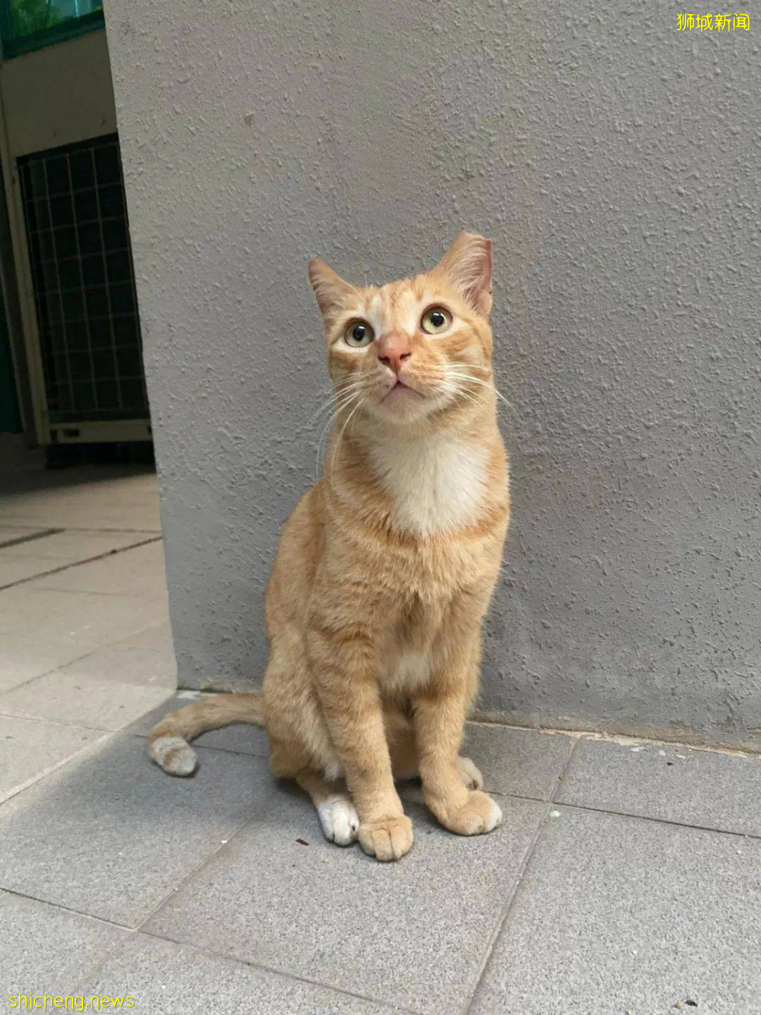 《南洋理工大學撸貓指南》