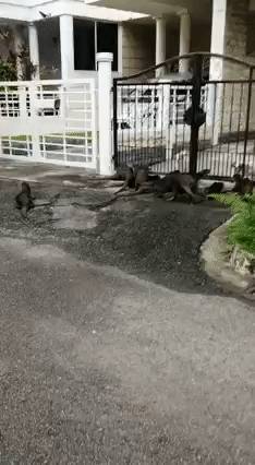 18只水獭豪游新加坡私宅区,门外与和狗狗“闲话家常”