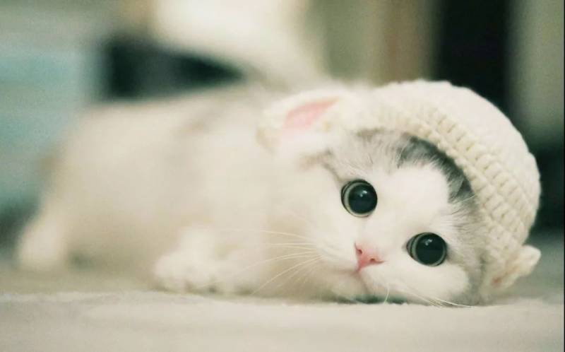 小坡島留學!NUS 實用攻略大全