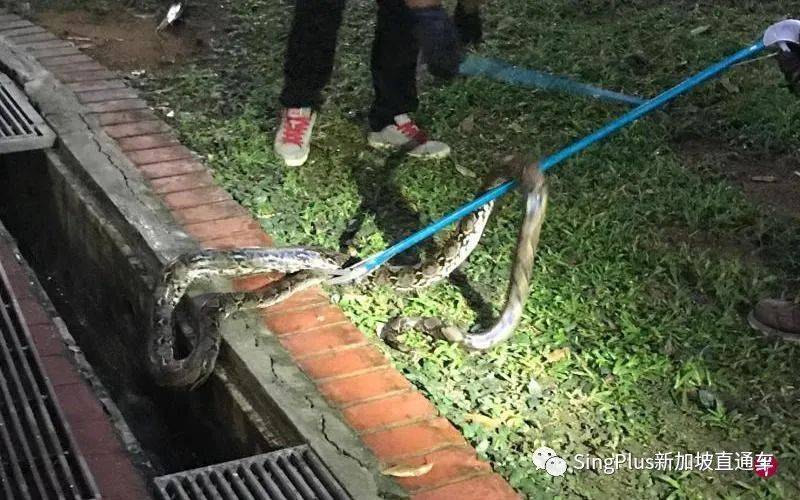 新加坡的野生动物也太不好惹了吧