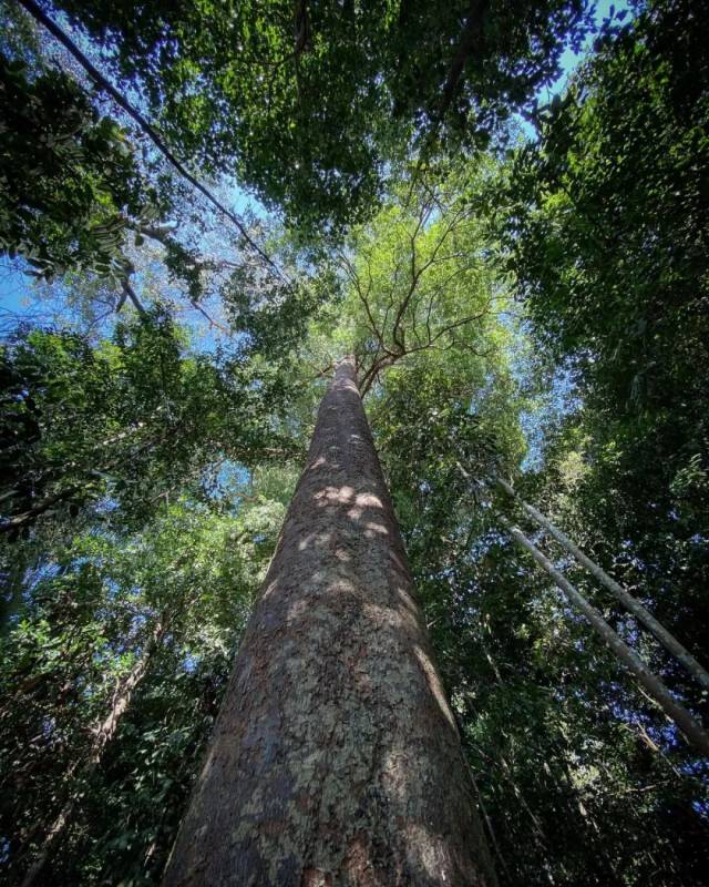 镜头下的麦里芝宛如魔法森林,你见过吗