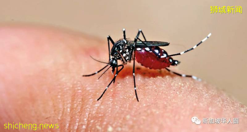 持續增加!新加坡一周內1158起骨痛熱症病例!211個密集感染區!