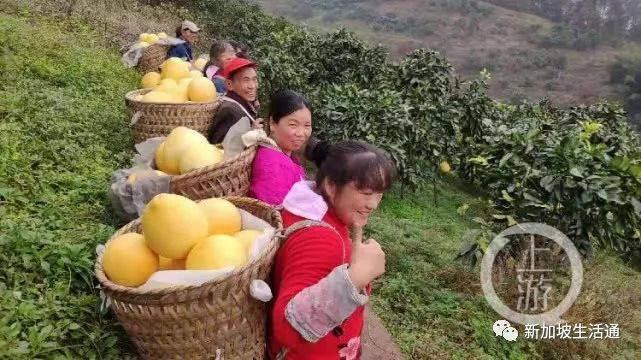 一个重庆柚子在新加坡卖出250元