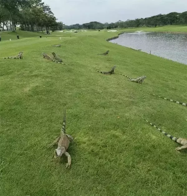 新加坡上演巨蜥PK蟒蛇!平平无奇的小路边,居然藏了一只鳄鱼
