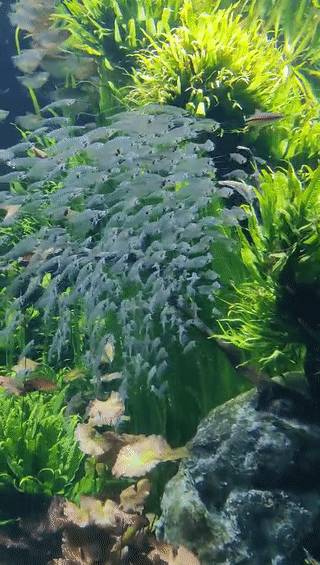 黑夜變白天，聖淘沙名勝世界，萬聖節來啦！不給糖就搗蛋