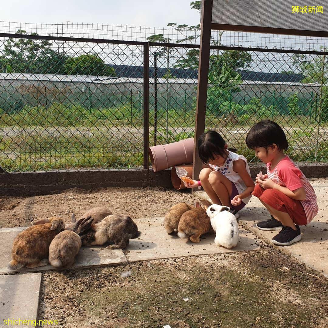 攻略收好、出發開啓親近動物之旅🦩從白天玩到晚上、10大景點近距離接觸小動物