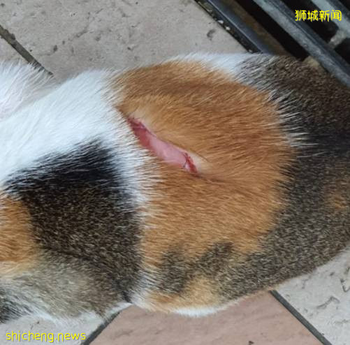 太殘忍了！新加坡宏茂橋虐貓狂再次揮刀砍貓