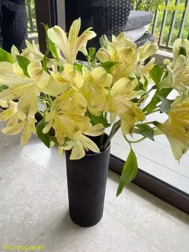 鲜花在热带也能养1个月？资深花友新加坡买花、养护大揭秘