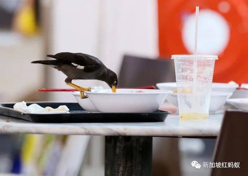 新加坡的鸟患和野猪野猴之患,究竟是谁侵犯了谁的地盘