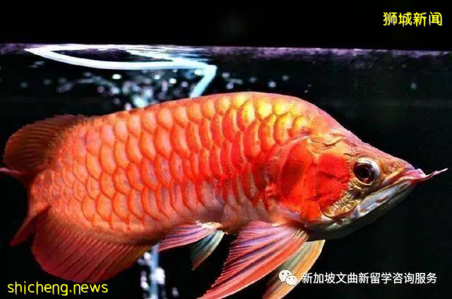 解鎖新加坡冷知識,99%的人都不知道