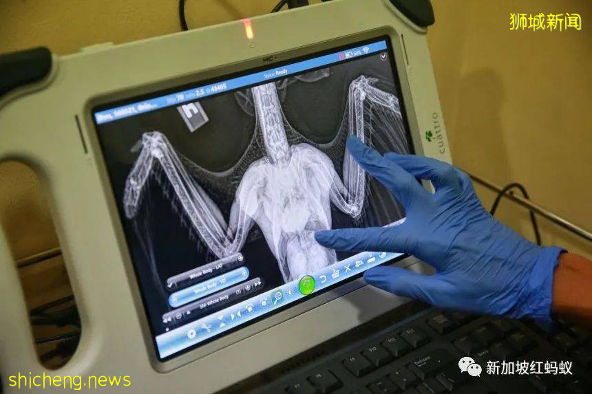 新加坡飛禽公園設有禽類專科醫院　裏面的“病人”最輕5克最重50公斤