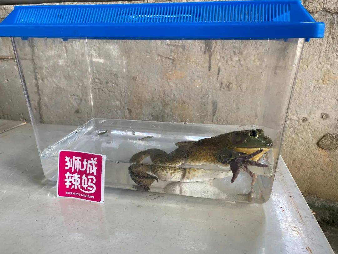 餵羊、擠奶、了解青蛙生長過程,新加坡的農場這麽牛