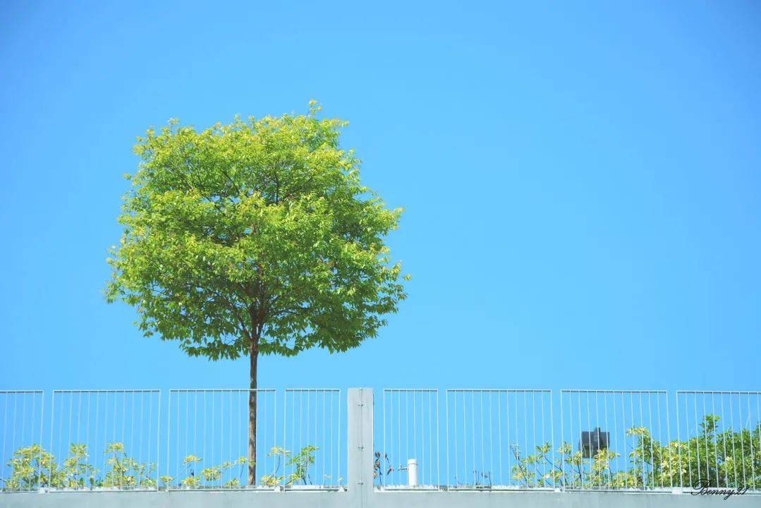 新加坡網民眼中全島最美的打卡樹哪裏找？一起來看看