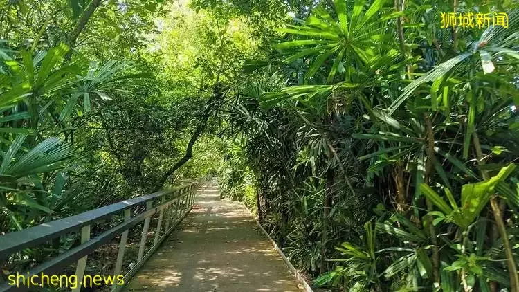 新加坡南部要建新公园,占地200公顷!这些地方太美了打卡必去