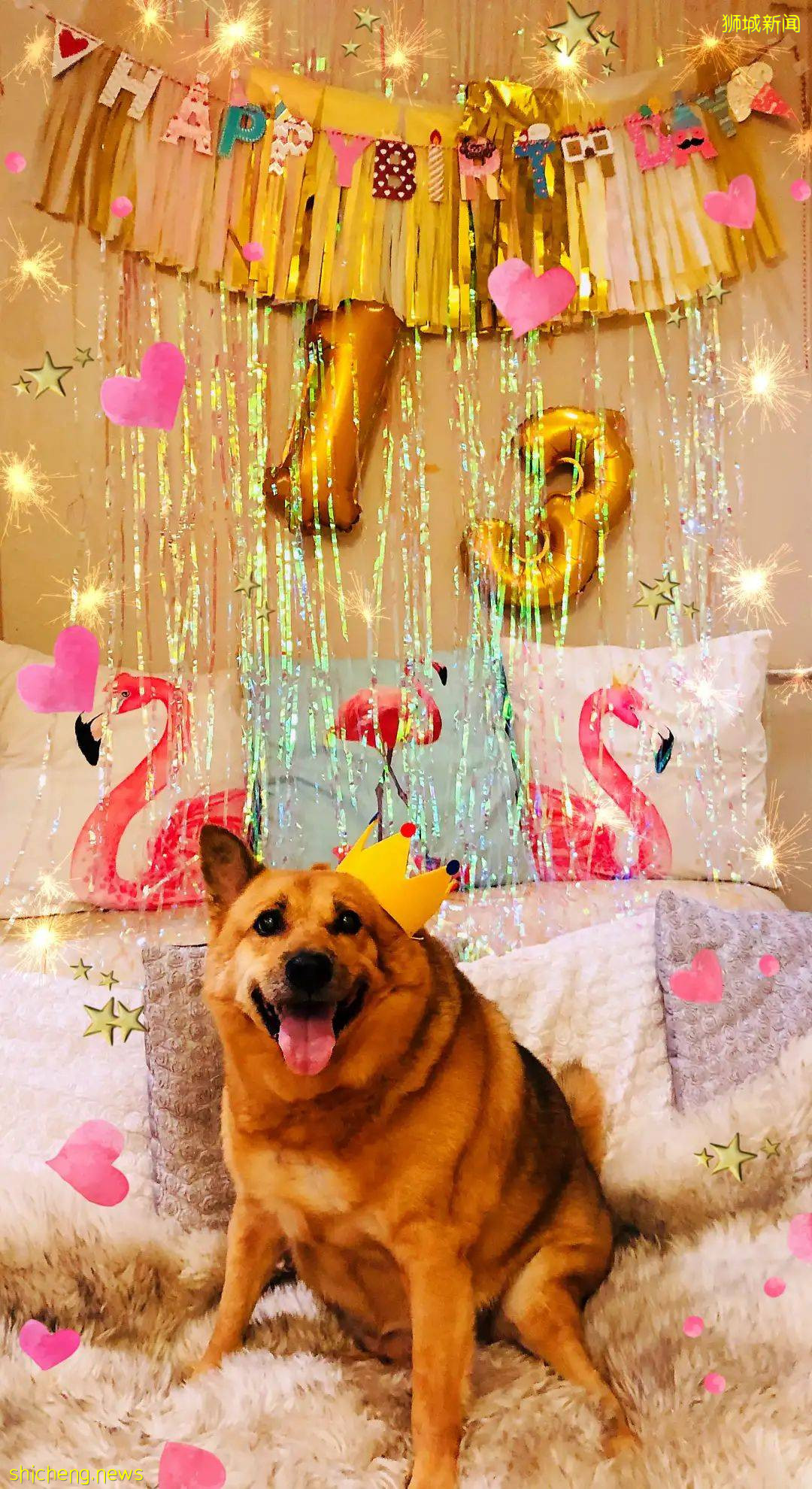 “我最亲爱的四喜走了,带走了我在新加坡16年的青春和回忆...”