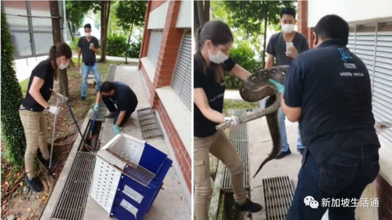 新加坡被捕获的大蟒蛇，已植入芯片放归大自然
