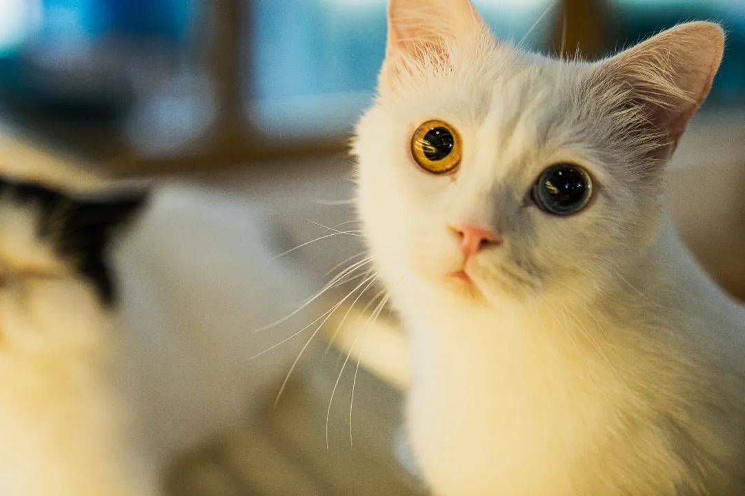 假期撸貓撸狗好去處!新加坡超治愈寵物咖啡店盤點