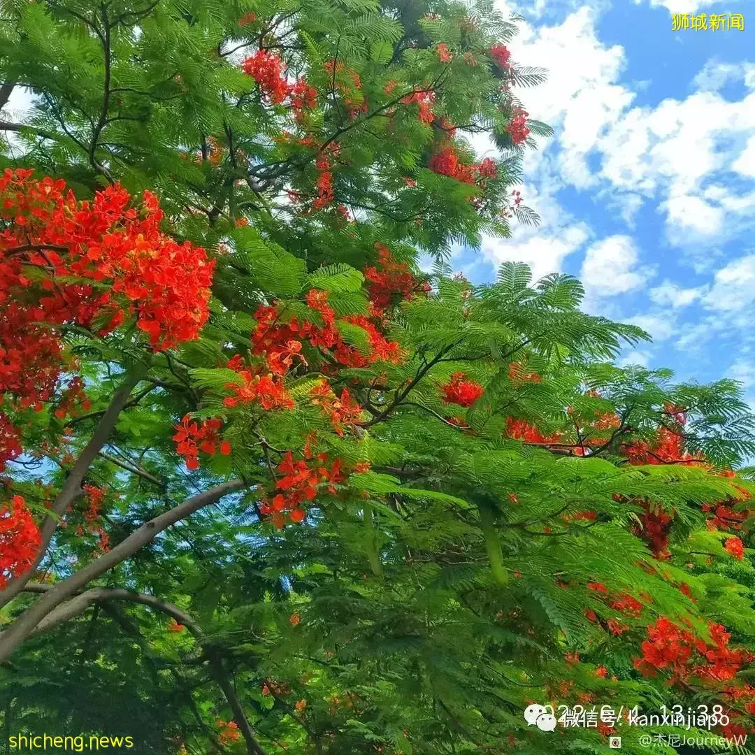 新加坡离岛攻略,半个多小时便能收获美景天堂
