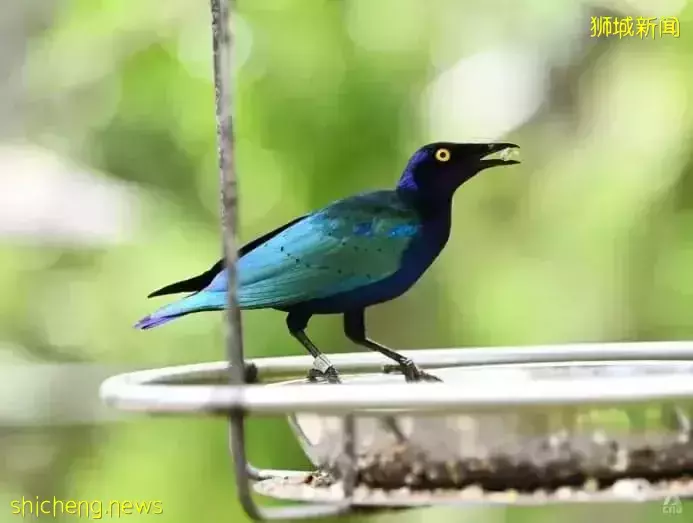 小朋友超爱！裕廊飞禽公园露营！和火烈鸟一起度过美好夜晚