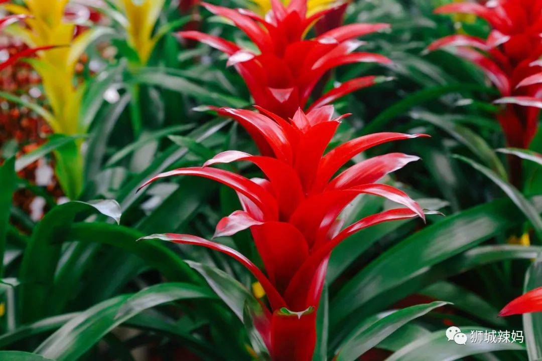 新加坡最大最好逛的花市,1000+花卉,新年必入好运连连