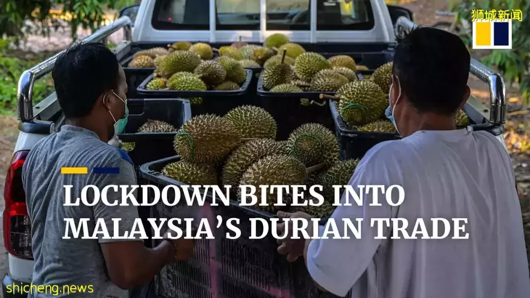 因爲減産,都漲價了!新加坡最火的11種榴梿價格表出爐