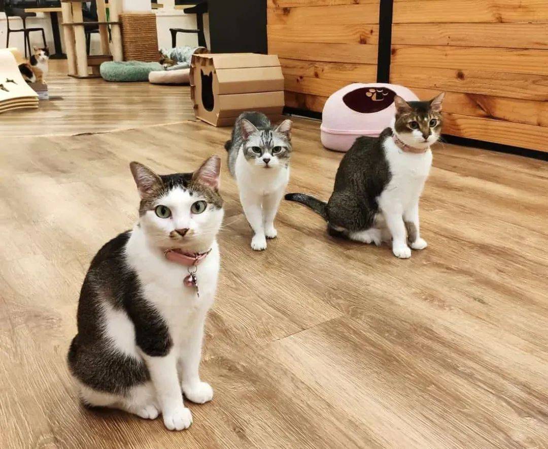 假期撸貓撸狗好去處!新加坡超治愈寵物咖啡店盤點