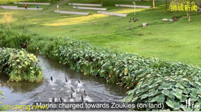 蜥蜴大口吞蟒蛇！新加坡的蜥蜴到底有多凶猛!